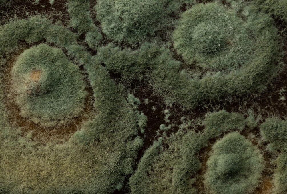 Bacteriën, schimmels en virussen essentieel bij verduurzaming gewasbescherming