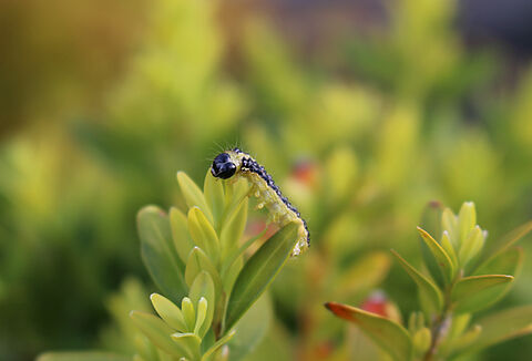 Box tree moth Cydalima perspectalis Larva on plant