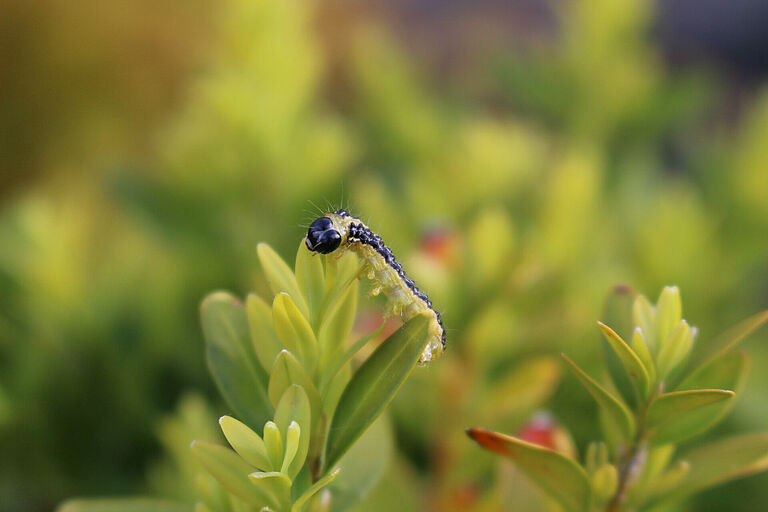 Box tree moth Cydalima perspectalis Larva on plant