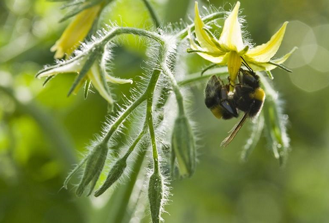 Stem bestuiving in tomaat af op ontwikkeling gewas