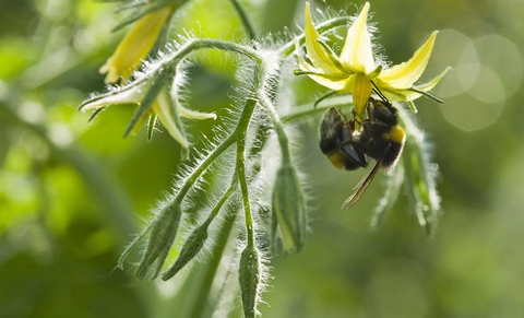Stem bestuiving in tomaat af op ontwikkeling gewas