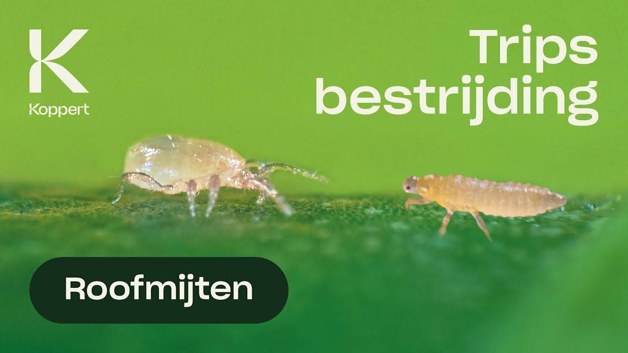 Trips bestrijding - Neoseiulus cucumeris