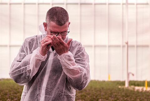 De Perfecte Chrysant: Montdo-Mite en Chrysopa-E pakken trips en luizen goed aan