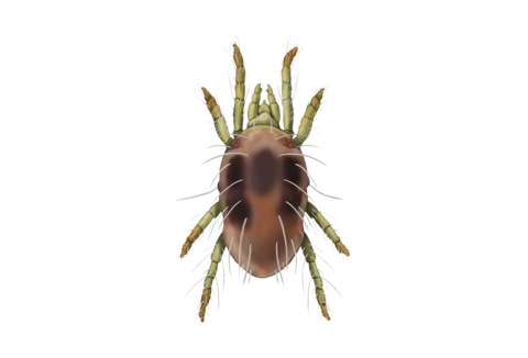 Spint en overige mijten