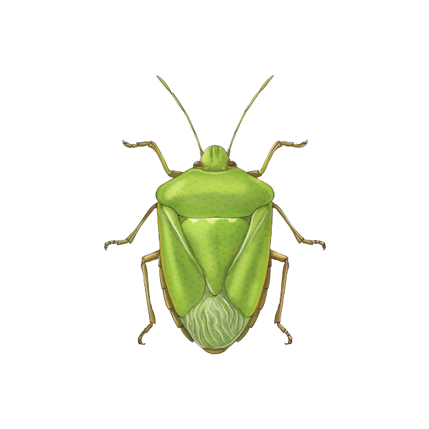 Nezara viridula adult