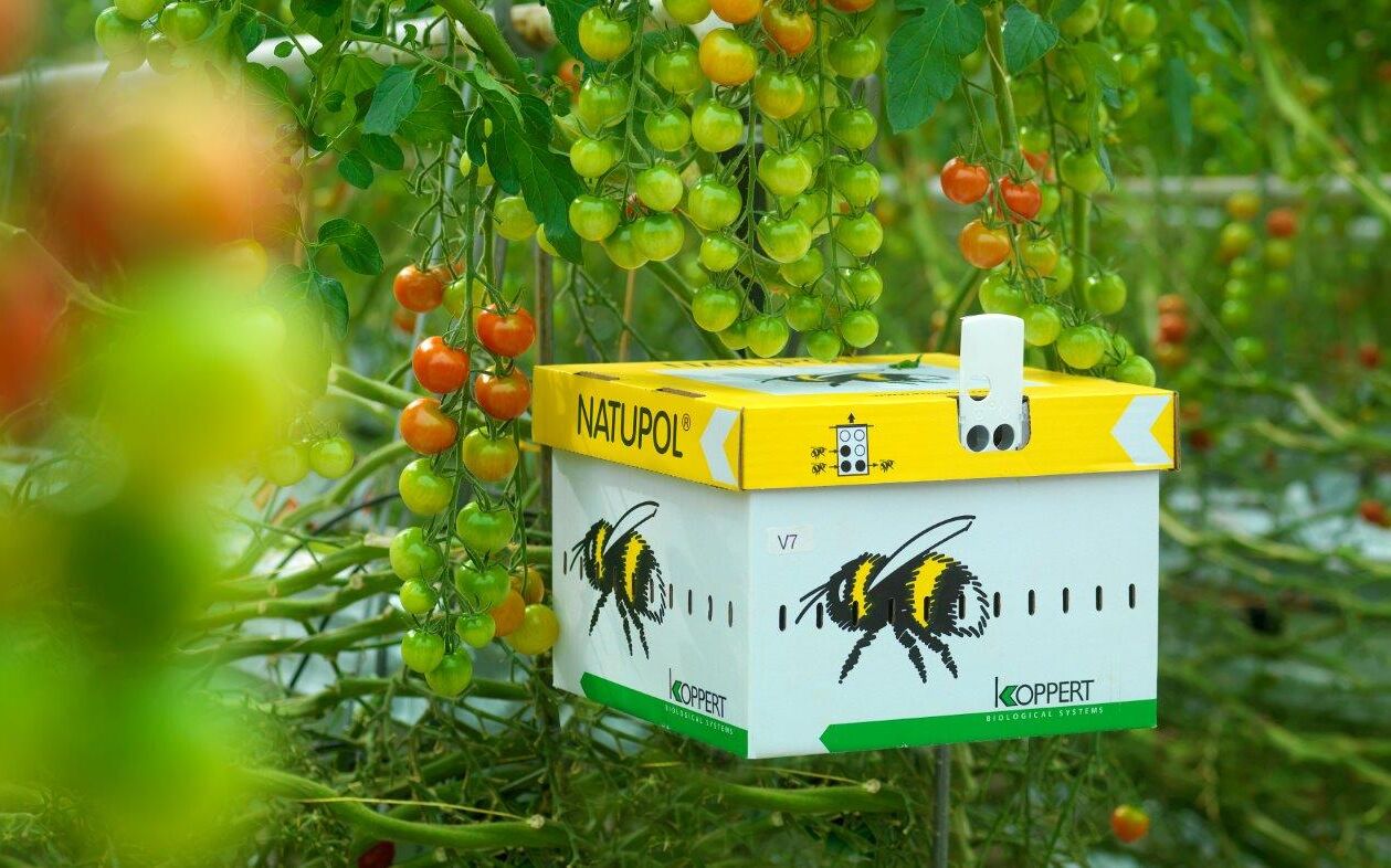 Hitte op komst, let op de bestuiving