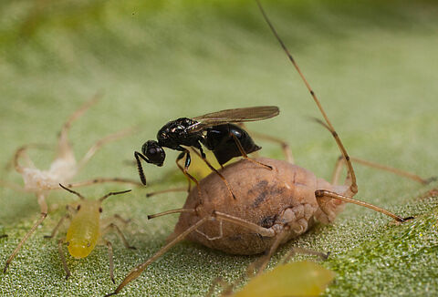 Onderzoek naar hyperparasieten heeft er de vaart in