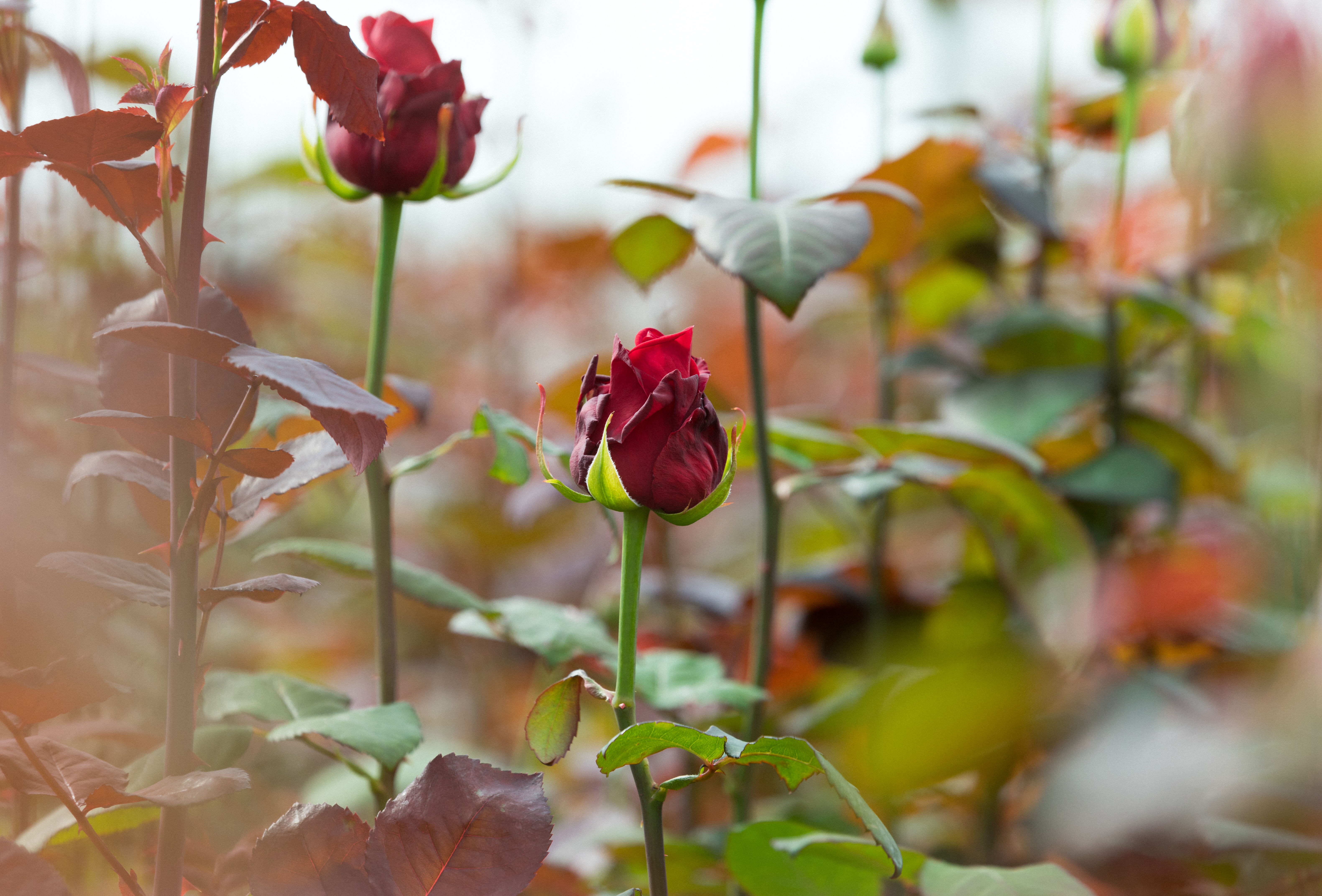 Luisbestrijding in roos