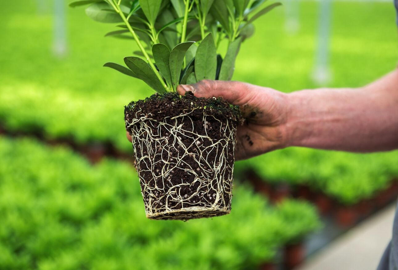 De beste start in de boomkwekerij