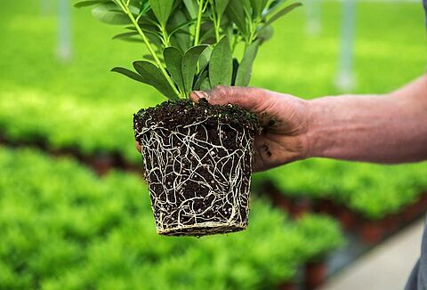 De beste start in de boomkwekerij