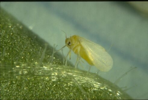 Controleer paprikagewas goed op witte vlieg