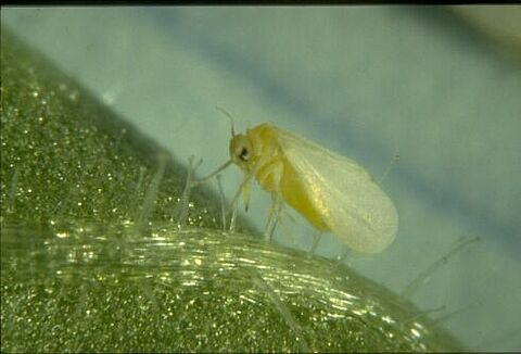 Controleer paprikagewas goed op witte vlieg