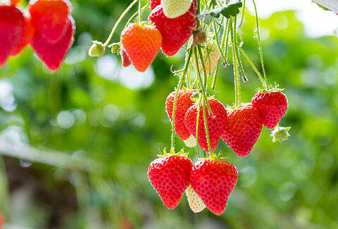 Pak preventief bodemziekten aan in de najaarsteelt