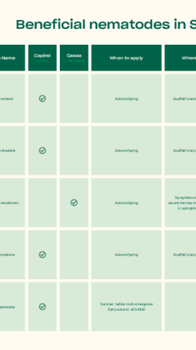 Target pests of beneficial nematodes in Stone Fruits & Nuts