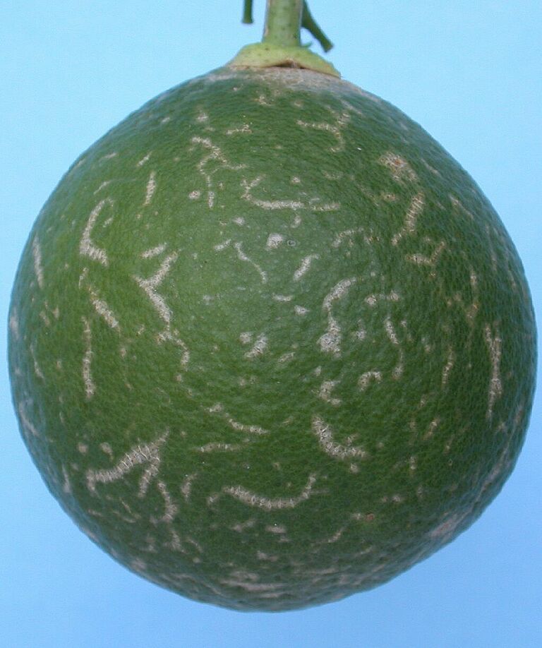 Orange damage caused by South African Citrus thrips Scirtothrips aurantii