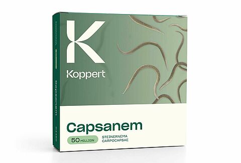 Nesidiocoris onder controle houden? Begin op tijd met Capsanem