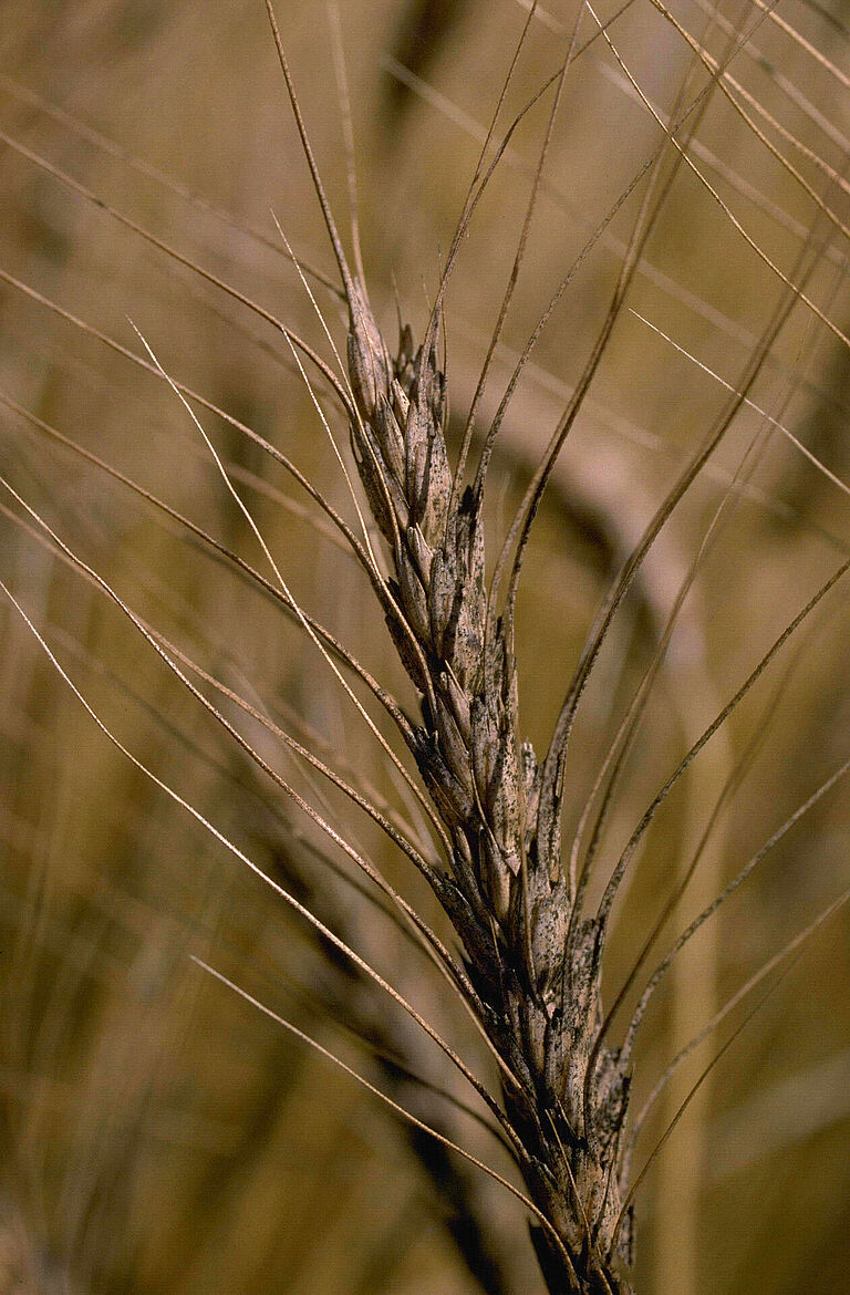 Damage on wheat caused by headblight Gibberella zeae (Fusarium)