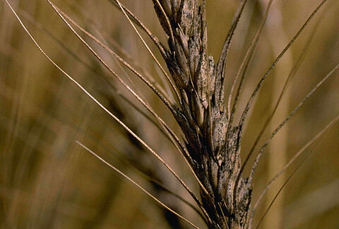 Aarfusarium