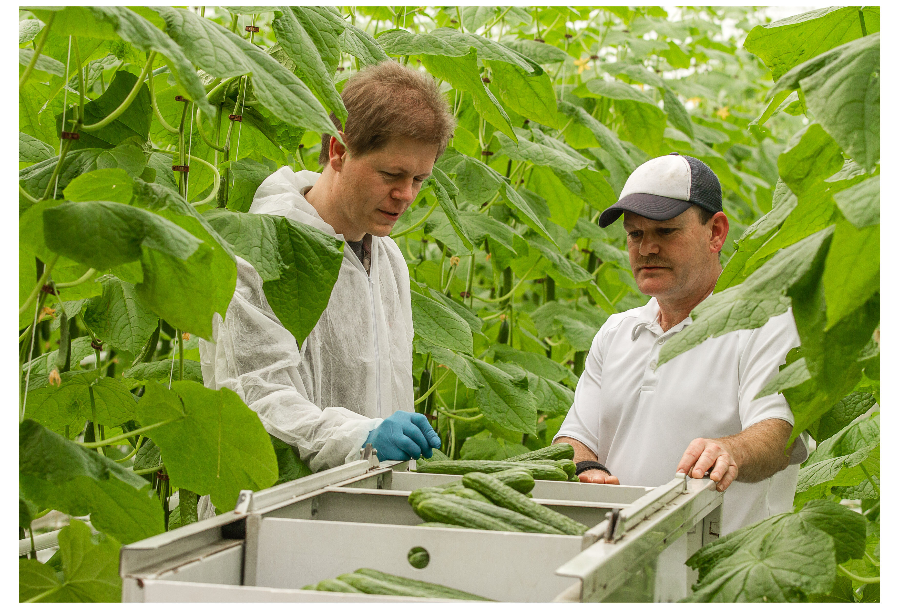 Mycotal stelt paal en perk aan ernstige aantastingen witte vlieg
