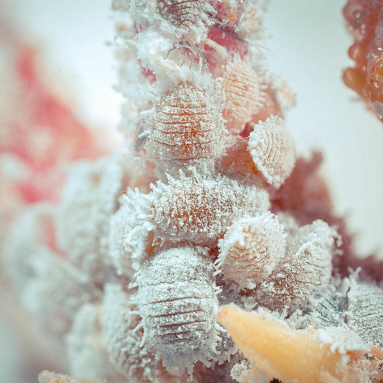 Citrus mealybug Planococcus citri infestation
