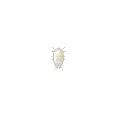 Greenhouse whitefly Trialeurodes vaporariorum first instar larva