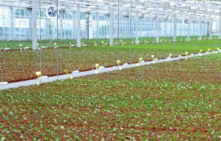 Jonge plant in topvorm met ProParva en Trianum