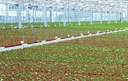 Jonge plant in topvorm met ProParva en Trianum