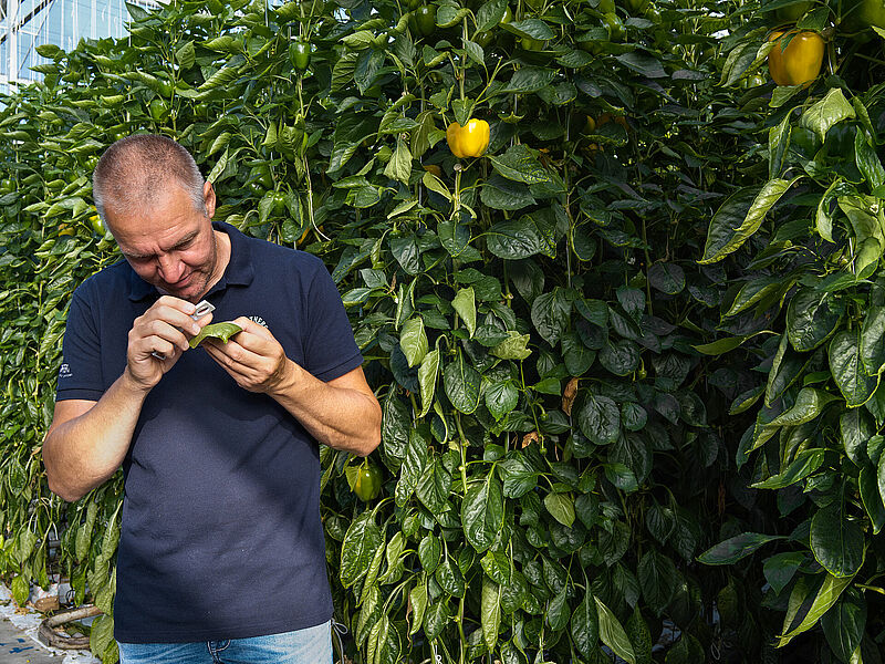 Paprikakweker kwekerij de Westhoek Herenlaand 3 Maasland