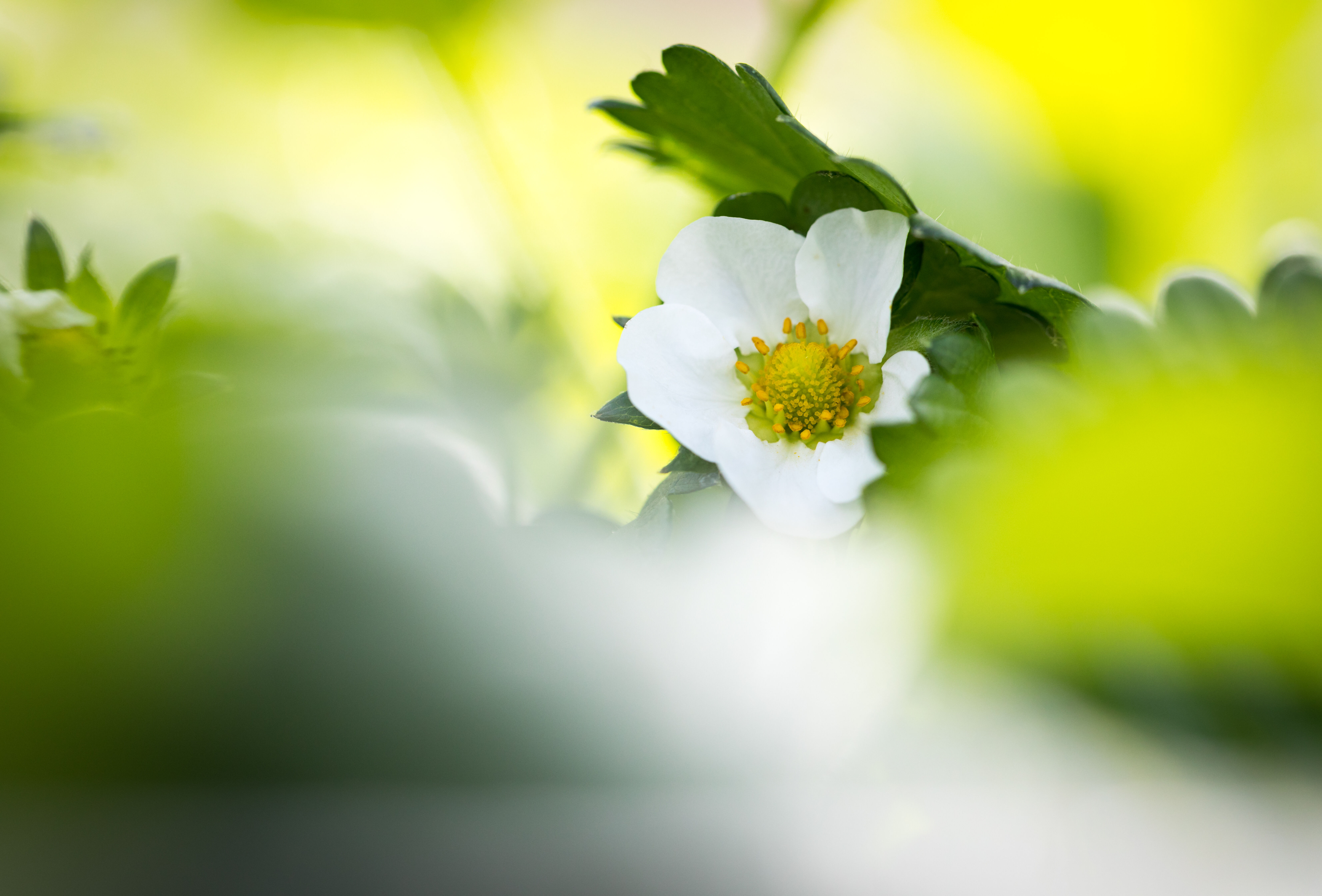 Bloemaanleg verbeteren in doorteelt aardbei