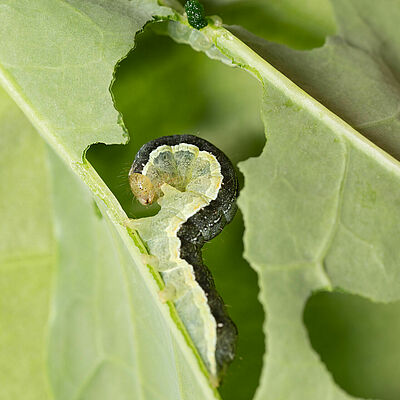 Cabbage moth Mamestra brassicae Larva