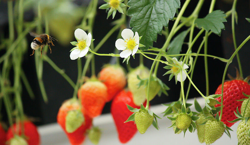 Strawberry_Koppert_Biological_Systems-21.jpg
