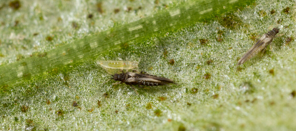 Impatiens thrips Echinothrips americanus on leaf