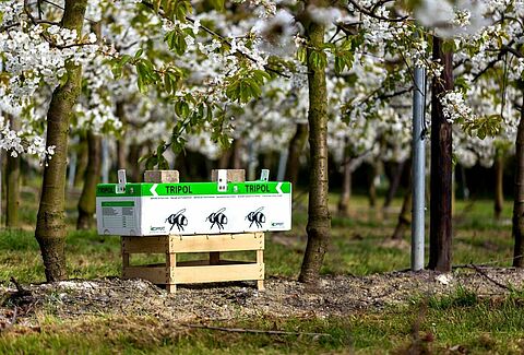 Succesvol telen begint met de allerbeste bestuivers