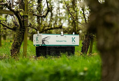 Advies voor bestuiving buitenteelten