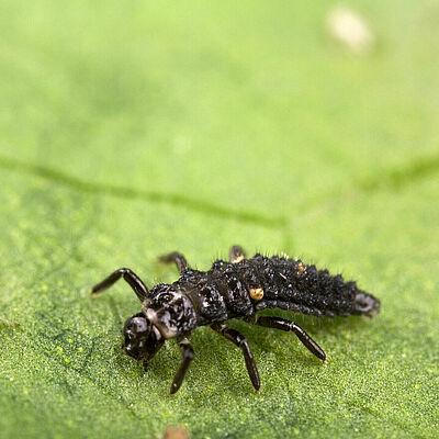 Larvenstadium Adalia bipunctata