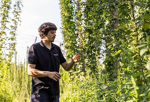 Een duik in biologische hopteelt en biologische gewasbescherming