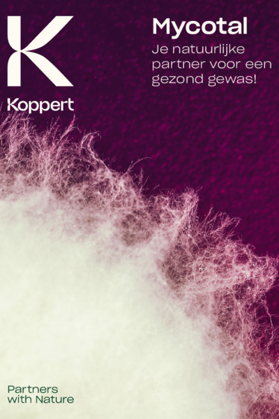 Mycotal Brochure