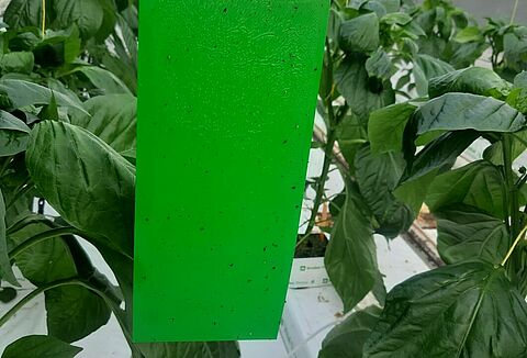 Wees alert op Echinotrips