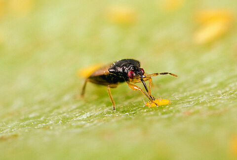 Orius laevigatus