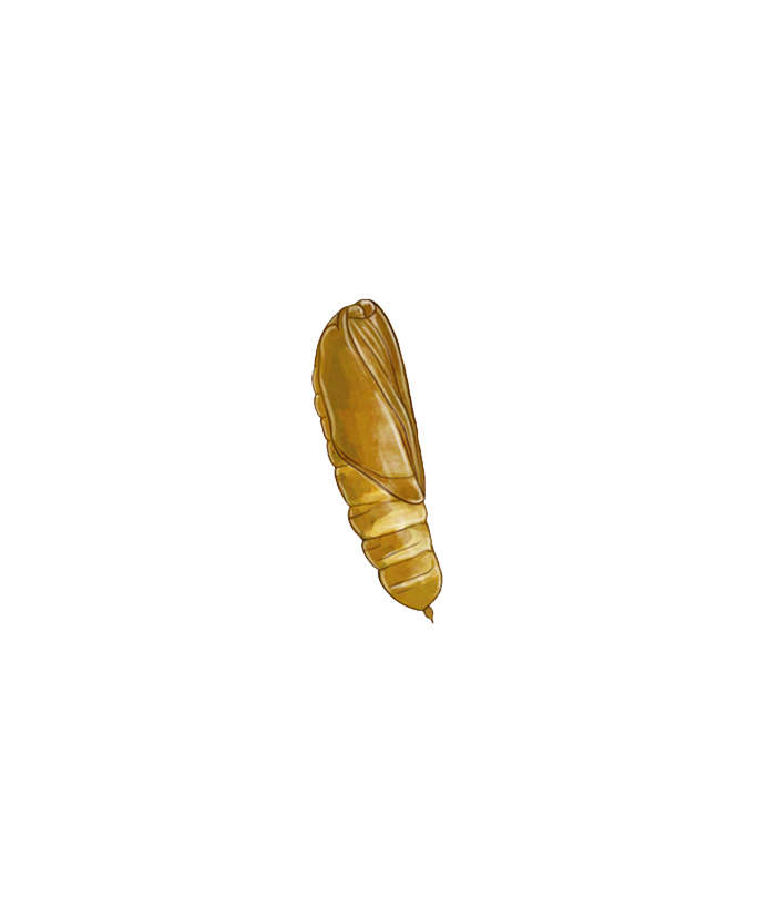 Golden twin-spot moth Chrysodeixis chalcites Egg stage illustratrion