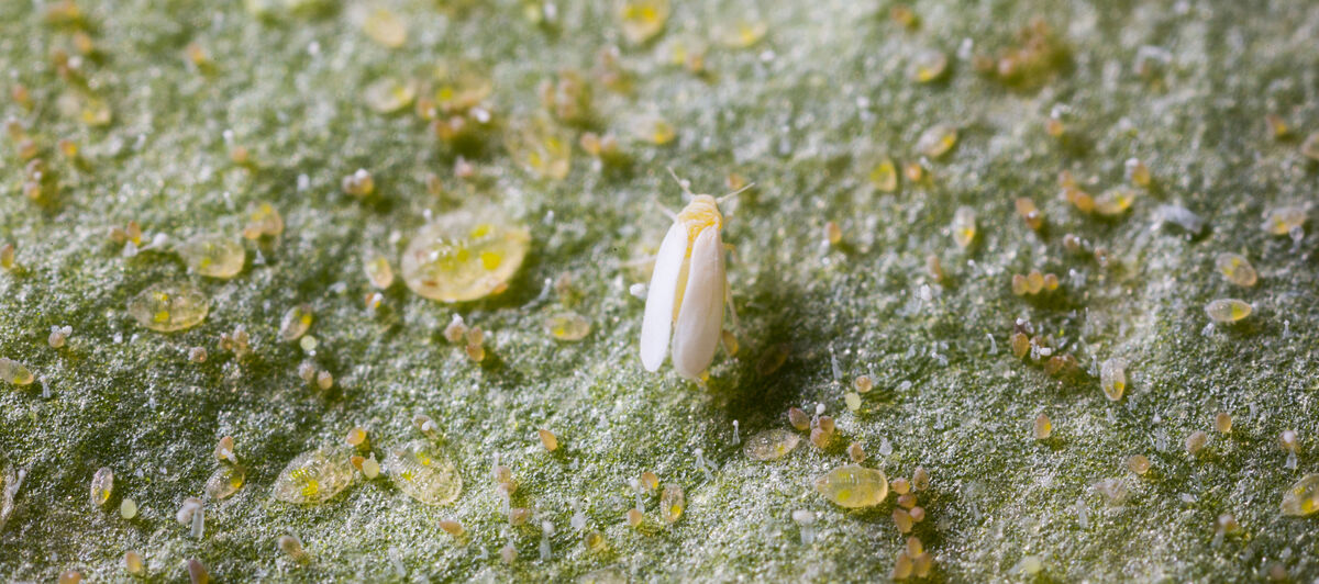 Tobacco whitelfy Bemisia tabaci infestation on leaf