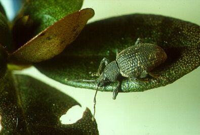 Taxuskevers bestrijden met nematoden in het voorjaar