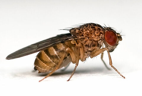 Bestrijding fruitvlieg Drosophila suzukii met Savona