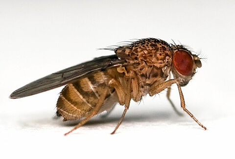 Bestrijding fruitvlieg Drosophila suzukii met Savona