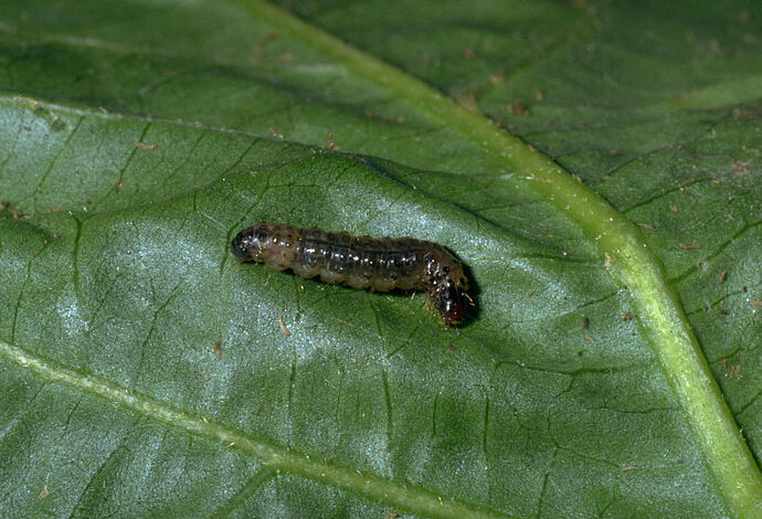 Volop middelen tegen Duponchelia in potplanten