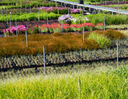 Warm weer en oostenwind: de plaagdruk loopt sterk op!