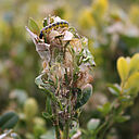 Damage caused by the Box tree moth Cydalima perspectalis