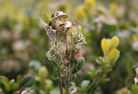 Damage caused by the Box tree moth Cydalima perspectalis