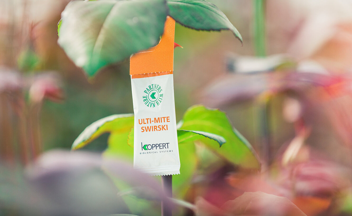 Koppert verbetert biologische bestrijding van trips