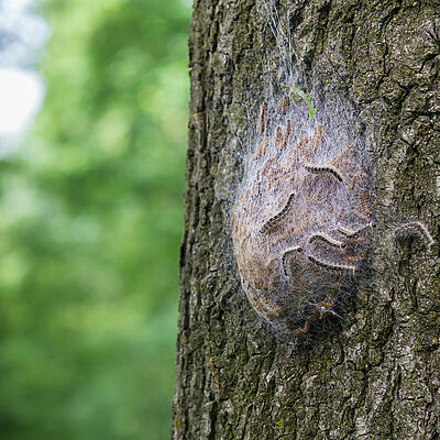 Oak Processionary Moth Thaumetopoea processionea Brochure